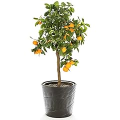 Orange tree citrus for sale  Delivered anywhere in UK