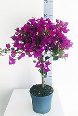 Bouganville vaso pianta usato  Spedito ovunque in Italia 