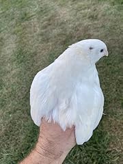Jumbo white quail for sale  Delivered anywhere in USA 