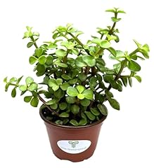 Spekboom elephant bush for sale  Delivered anywhere in USA 