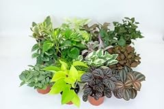 Pack live mini for sale  Delivered anywhere in USA 
