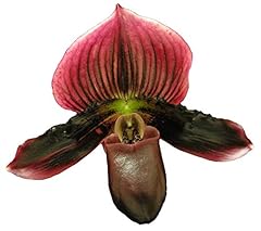 Orchid insanity paphiopedilum for sale  Delivered anywhere in USA 