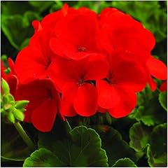Geranium horizon scarlet for sale  Delivered anywhere in UK