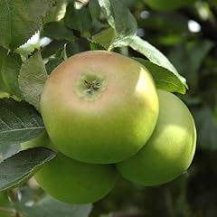 Garden bramley apple for sale  Delivered anywhere in UK