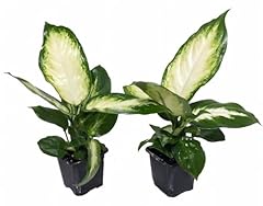 Camille dieffenbachia durable for sale  Delivered anywhere in USA 
