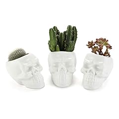 T4u skull succulent for sale  Delivered anywhere in USA 