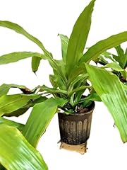 Live dracaena fragrans for sale  Delivered anywhere in USA 