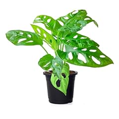 American plant monstera for sale  Delivered anywhere in USA 