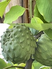 Generic bumpo cherimoya for sale  Delivered anywhere in USA 