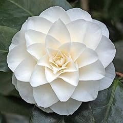 Camelia bianca camellia usato  Spedito ovunque in Italia 