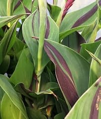 Canna cleopatra 14cm for sale  Delivered anywhere in UK