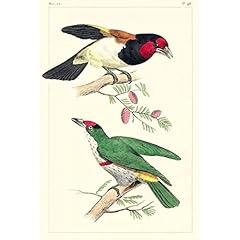 Artdirect lemaire birds for sale  Delivered anywhere in USA 