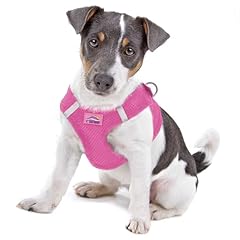Doggie design dog for sale  Delivered anywhere in USA 