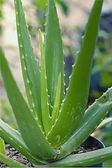 Aloe vera succulent for sale  Delivered anywhere in USA 