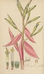 Bromeliad pallida. 29x48 for sale  Delivered anywhere in USA 