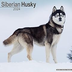 Siberian husky sibirische gebraucht kaufen  Wird an jeden Ort in Deutschland