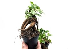 Baby ficus ginseng for sale  Delivered anywhere in UK