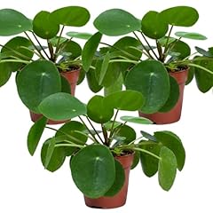 Pfannkuchenpflanze pilea peper gebraucht kaufen  Wird an jeden Ort in Deutschland