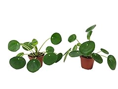 Set pilea peperomioides for sale  Delivered anywhere in USA 