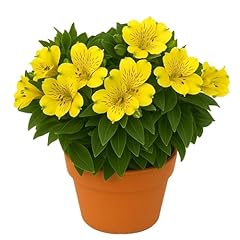 Easy grow alstroemeria for sale  Delivered anywhere in USA 