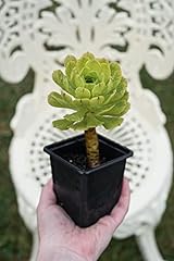 Aeonium arboreum well for sale  Delivered anywhere in Ireland