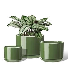 Efispss ceramic plant for sale  Delivered anywhere in USA 