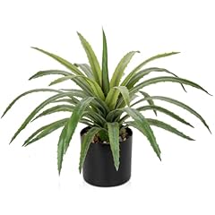 Briful agave plant for sale  Delivered anywhere in USA 