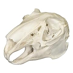 Real jackrabbit skull for sale  Delivered anywhere in USA 