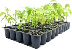 Red maple tree for sale Red maple tree for sale  Delivered anywhere in USA