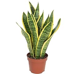 Sansevière plante intérieur d'occasion  Livré partout en France