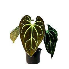 Anthurium besseae leal for sale  Delivered anywhere in USA 