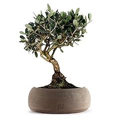 Olivo bonsai altezza usato  Spedito ovunque in Italia 