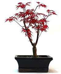 Japanese maple deshojo for sale  Delivered anywhere in Ireland