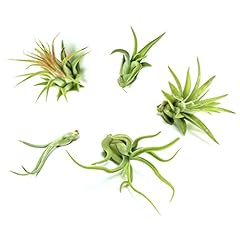 Air plant low for sale  Delivered anywhere in USA 