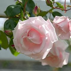 Harkness roses climbing for sale  Delivered anywhere in UK