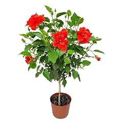 Live hibiscus plant for sale  Delivered anywhere in USA 