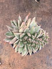 Succulent echeveria eichhorn for sale  Delivered anywhere in USA 