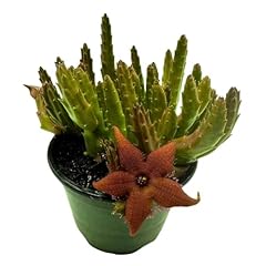 Bubbleblooms stapelia schinzii for sale  Delivered anywhere in USA 