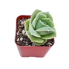 Fleshy flora live for sale  Delivered anywhere in USA 