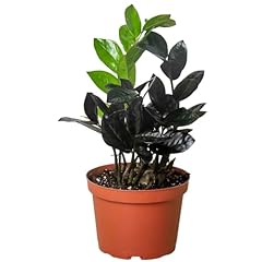 Zamioculcas black raven for sale  Delivered anywhere in USA 