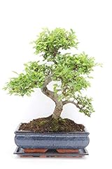 Chinese elm bonsai for sale  Delivered anywhere in UK