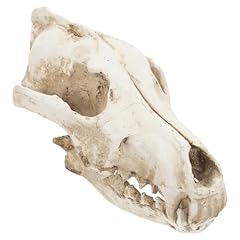 Wolf skull real for sale  Delivered anywhere in USA 