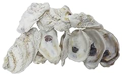 Shell oyster shells for sale  Delivered anywhere in USA 