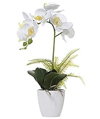 Olrla white orchid for sale  Delivered anywhere in USA 