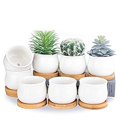 Shecipin succulent plant for sale  Delivered anywhere in USA 