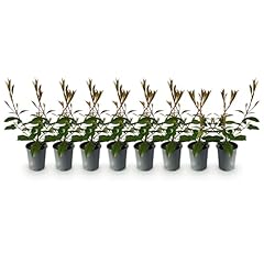 Greenboutiq plantes haie d'occasion  Livré partout en France