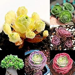 100pcs mountain rose for sale  Delivered anywhere in UK