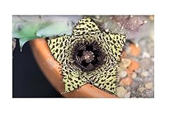 Pz. huernia hystrix usato  Spedito ovunque in Italia 