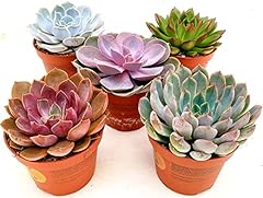 Powers flowers echeveria usato  Spedito ovunque in Italia 