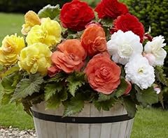 Superba mix begonia for sale  Delivered anywhere in USA 